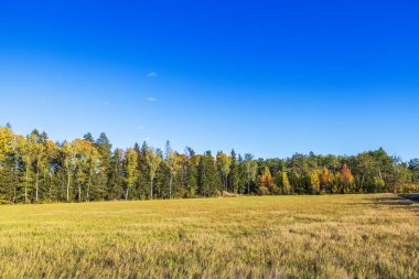 Autumn field with tall trees in distance under clear blue sky in  afternoon sunlight. Sweden. clipart