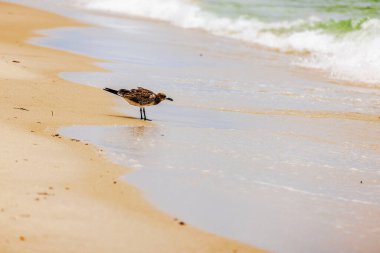 Martı, Atlantik Okyanusu kıyısındaki ıslak kumda dalgaların arkaplanına karşı duruyor. Miami Plajı.