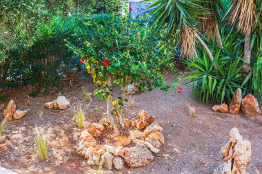 Bahçede büyüyen kırmızı çiçekli küçük tropikal ağaç kayalar, yeşil çalılar ve güneş ışığı altında palmiye yapraklarıyla çevrili. Yunanistan. 