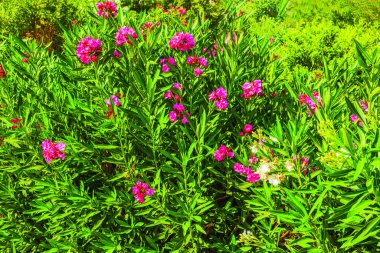 Parlak bahçesinde canlı pembe çiçekleri olan yeşil zakkum çalısı. Yunanistan.