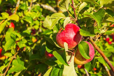 Güneş bahçesinde yeşil yapraklarla çevrili dalda asılı olgun kırmızı elmaların yakın görüntüsü.