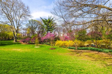 Central Park 'ta bahar manzarası, yemyeşil çimenler, çiçek açan pembe ve sarı çalılar, ve uzun çıplak ağaçlar. - New York. ABD. 