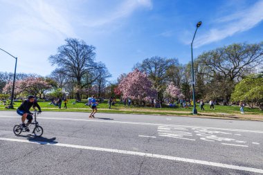 Central Park 'ta kiraz çiçekleri. Parlak bir bahar günü. İnsanlar rahatlıyor, koşuyor ve bisiklete biniyor. - New York. ABD. 