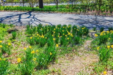 Güneşli bahar gününde çiçek açan sarı nergisler, Central Park 'ta yol boyunca uzanan ağaç gölgeleri. - New York. ABD. 