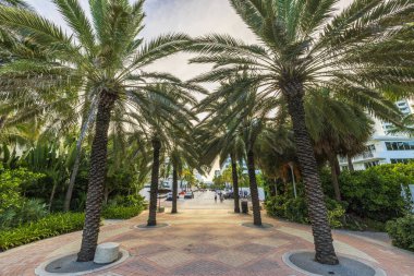 Miami Sahili 'ndeki Walking Caddesi' nde uzanan palmiye ağaçları tropikal ve manzaralı atmosfer yaratıyor. Miami Plajı. ABD. 