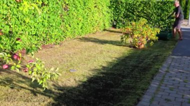 Çimlerin yenilenmesi için toprağı eşit olarak dağıtmak için toprak dolu yuvarlanan bir çim silindiri. İsveç.