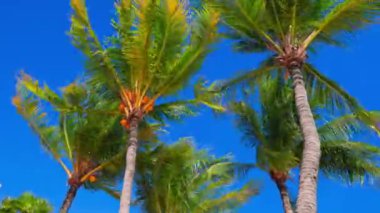 Aruba 'da parlak mavi gökyüzüne karşı parlak yeşil yaprakları olan hindistan cevizi palmiyelerinin güzel manzarası..