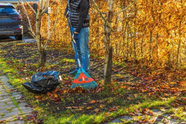 Sonbahar yapraklarını tırmıkla toplayan insan, sarı yapraklı ağaçların yanında, bahçede tırmıkla. İsveç.