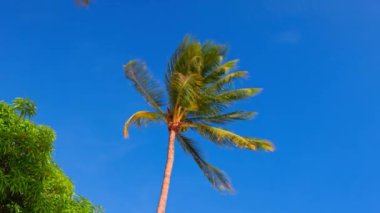 Uzun tropik hindistan cevizi palmiyesi Aruba 'da güneşli bir günde parlak mavi gökyüzüne karşı.