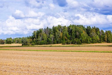Parlak bir günde yoğun yeşil orman ve parçalı bulutlu gökyüzü arkaplanı ile geniş tarım alanı. İsveç.