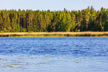 Çam ormanı ve açık mavi gökyüzünün altında kıyı şeridi boyunca uzanan uzun kamışlı huzurlu göl manzarası. İsveç.