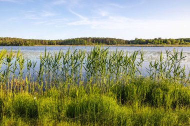 Huzurlu gölün kıyısında, arka planda açık gökyüzü ve ormanlık kıyı şeridi ile uzun yeşil kamışların yakın çekimi. İsveç.