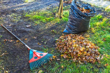 Pile of autumn leaves next to rake and filled black plastic bag on grass, ready for yard cleanup. Sweden. clipart