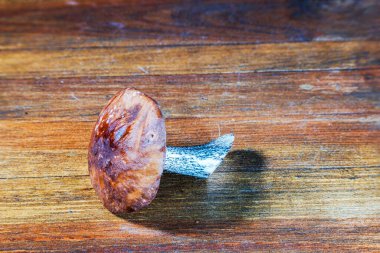 Kırsal ahşap yüzeyde tek bir mantarın yakın görüntüsü.