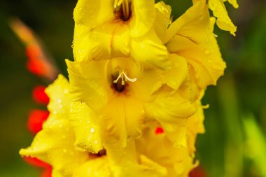 Canlı sarı gladyatörlerin üzerine yağmur damlacıkları damlatarak taze bir bahçe hissi yaratıyor..