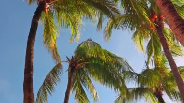 Aruba 'da açık mavi gökyüzüne karşı hindistan cevizli yemyeşil palmiye ağaçlarının alçak açılı görüntüsü.