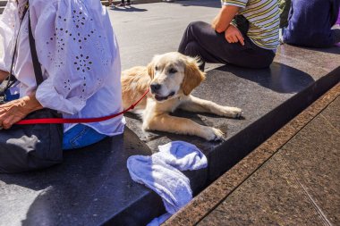 Güneşli bir günde şehir merkezinde Golden Retriever sahibinin yanında dinleniyor. - New York. ABD. 