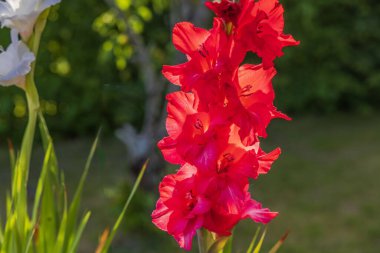 Bahçede açan parlak kırmızı gladiolus çiçeklerinin yakın plan görüntüsü, bulanık yeşil arka plan ve güneş ışığıyla çevrili..