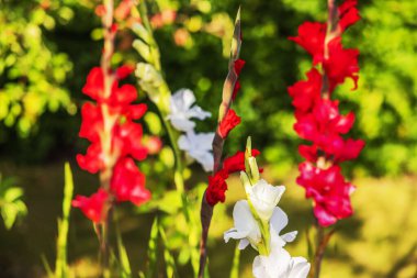 Kırmızılı beyaz gladiolus çiçekleri, güneşli bir günde canlı yeşil bahçe arka planına kurulur..