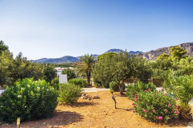 Girit adasında çiçek açan zümrütler, zeytin ağaçları ve palmiye ağaçlarıyla tropik Akdeniz bahçesi.