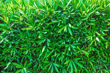 Yemyeşil zakkum yapraklarının doğal güneş ışığı altında parlak bir dokuya sahip yakın görüntüsü canlı bir yeşillik arkaplanı oluşturur..