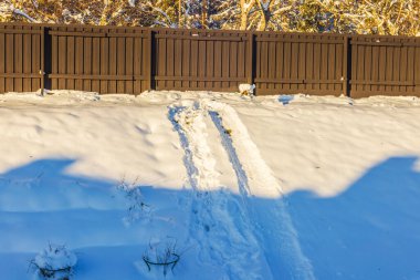 Tracks from sledding on snow slope near wooden fence illuminated by sunlight on winter day. Sweden. clipart