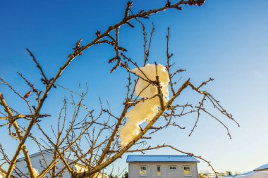 Açık mavi gökyüzüne karşı görünen tomurcukları olan karla kaplı ağaç dalları ve kışın evleri. İsveç.