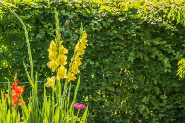 Parlak yaz bahçesinde yemyeşil çitlerin üzerinde açan sarı gladiolus çiçekleri..