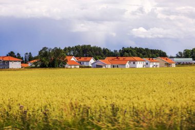Bulutlu gökyüzünün altında sarı kolza tohumu tarlalarıyla çevrili kırmızı çatılı villaları olan bir köy. İsveç.