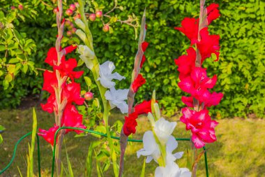 Güneşli bir günde yemyeşil arka planda açan kırmızı ve beyaz gladiolus çiçeklerinin yakın görüntüsü. İsveç.
