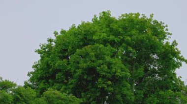 Yumuşak yaz yağmuru altında sık yapraklı yemyeşil akçaağaç bulutlu bir gökyüzü arka planına karşı.