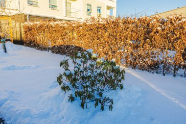 Kış bahçesinde karla kaplı çalı çalılar ve arka planda modern bir ev. İsveç.