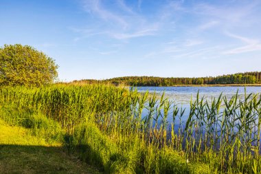 Uzun yeşil sazlıklar sakin göl kıyısında yetişiyor ve açık mavi gökyüzünün altında sık bir orman var. İsveç.