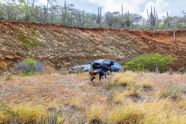Arikok Ulusal Parkı, Aruba 'da, park halindeki kayalık yamaçta iki dağ keçisi otluyor. Kuru bitki örtüsü ve uzun kaktüslerle çevrili..