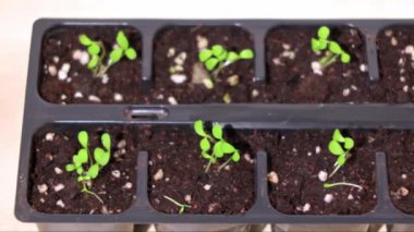 Naylon tohum tepsisinde yetişen taze marul tohumları besin açısından zengin toprak ve uygun drenaj için beyaz perlit..