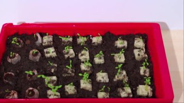 Kırmızı tepside büyüyen küçük fideler besin açısından zengin toprak ve erken dönem ekimi için başlangıç küpleriyle dolu..