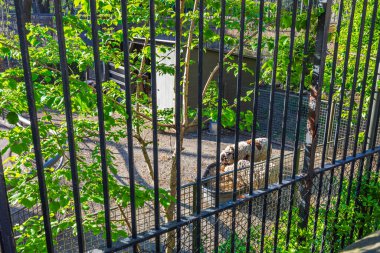 Sheep eating feed from metal feeder behind bars in Central Park Zoo, standing near wooden shelter with green foliage in sunlight. New York. USA. clipart