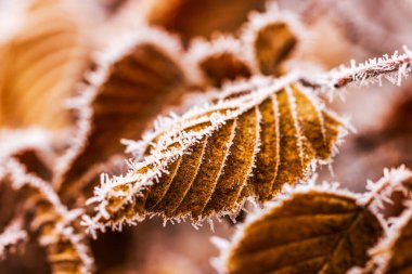 Soğuk kış doğasında narin desenler oluşturan buz kristalleriyle kaplı kahverengi sonbahar yapraklarının yakın görüntüsü..