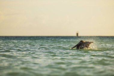 Kahverengi pelikan gün batımında turkuaz Karayip sularında su sıçratıyor. Aruba.