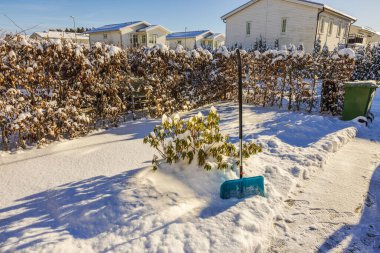 Mavi kar küreği, güneşli kış gününde yeşil yaprakları olan rhododendron çalılarının yanında taze karda dikiliyor. İsveç.