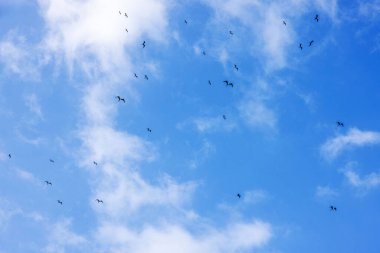Karayip Denizi üzerinde beyaz bulutlarla mavi gökyüzüne doğru süzülen sürgün kuşları sürüsü. Meksika.