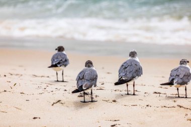 Güneşli bir günde, Miami Sahili 'nde Atlantik Okyanusu' nun yanındaki kumlu sahilde dört martı duruyor. ABD.