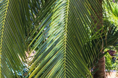 Miami Sahili 'nde güneş ışığıyla aydınlatılan parlak yeşil palmiye yapraklarının yakın görüntüsü, verimli tropikal atmosfer yaratır..