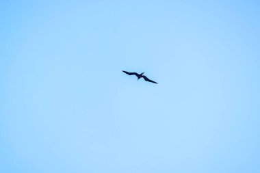 Güneşli bir günde Karayipler üzerinde açık mavi gökyüzünde uçan muhteşem sürgün kuşu. Meksika.