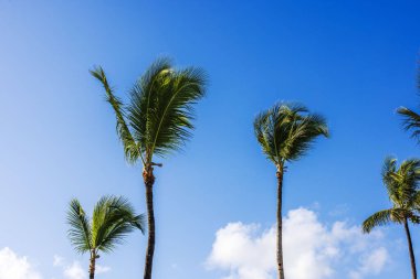 Parlak mavi gökyüzünün altında, güneşli Karayip sabahında yumuşak bulutlarla tropik esintide sallanan uzun palmiye ağaçları..