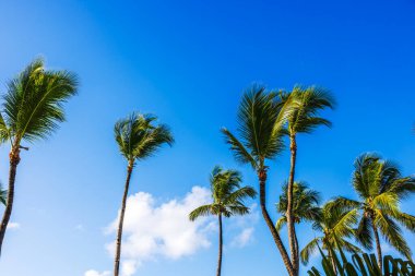 Rüzgarda sallanan palmiye ağaçları berrak mavi gökyüzüne karşı ve tropik tatil köylerinde birkaç beyaz bulut. Punta Cana. Dominik Cumhuriyeti. 