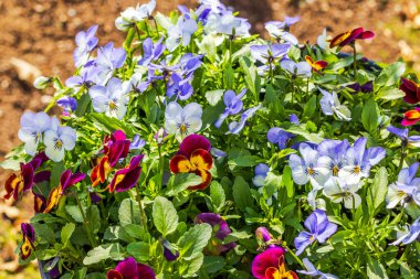 Parlak güneş ışığı altında yeşil yaprakları olan mor, beyaz ve kırmızı hanım evlatlarının yakın görüntüsü. 