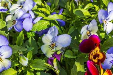 Parlak bahar bahçesinde gün ışığı altında açan renkli nonoş çiçeklerinin yakın görüntüsü.