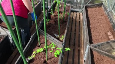 Domates tohumları sera yataklarında özel poşetlerde sergilenmiş. Torbaları dikmeden önce. İsveç.