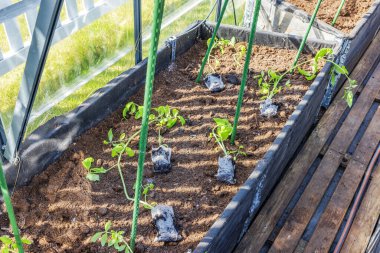 Yeşil bahçe kazıklarının altına ekilmeden önce domates tohumları serada toprağa bırakıldı. İsveç.